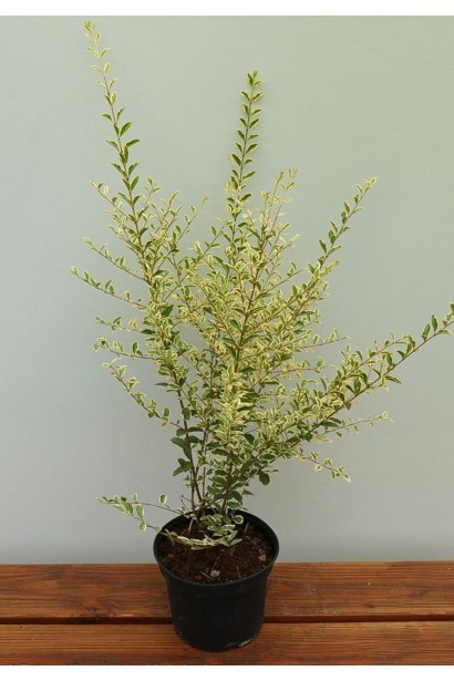 Бірючина Musli